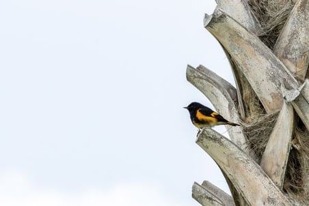 Bird perched on a palm tree in Ocean Cay Marine Resort | 600 x 400