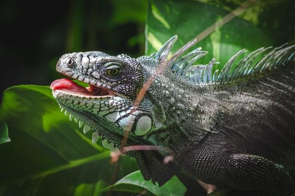 Iguana from Guadeloupe, picture taken at Grande-Terre, Guadeloupe | by Cédric Frixon 600x400