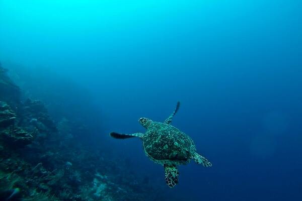 While I was diving in Roatán, Honduras seeing a turtle free like nothing was happening around her | by Erin Simmons 600x400