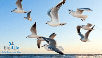Birdlife South Africa - Flock to Marion Island 2024 cruise 