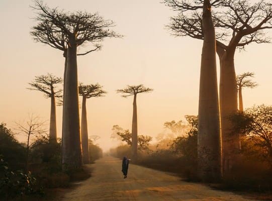 madagascar 541x400