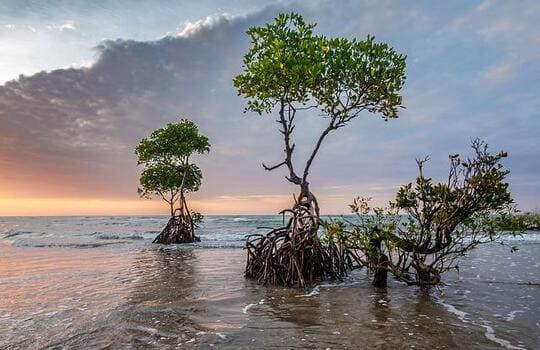 Mangrove on Portuguese Island