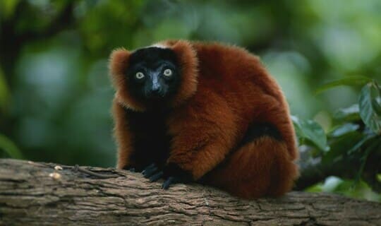 madagascar  lemur 540 x320