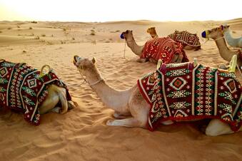 Camel resting after a desert safari 2 hours outside Dubai, UAE 339x226 | by Fernando Jorge