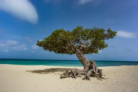 Arubas famous Divi Divi tree on Eagle Beach | by Benjamin Rascoe 446x298